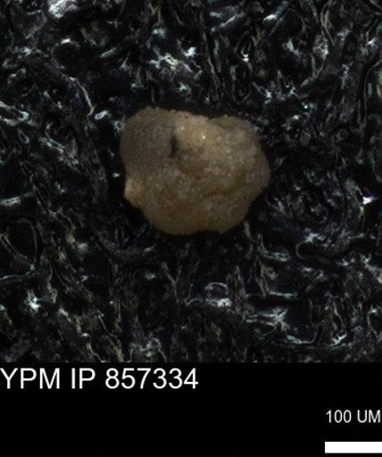 undet. Foraminiferida