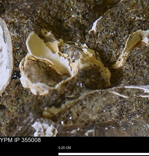 Mollusca