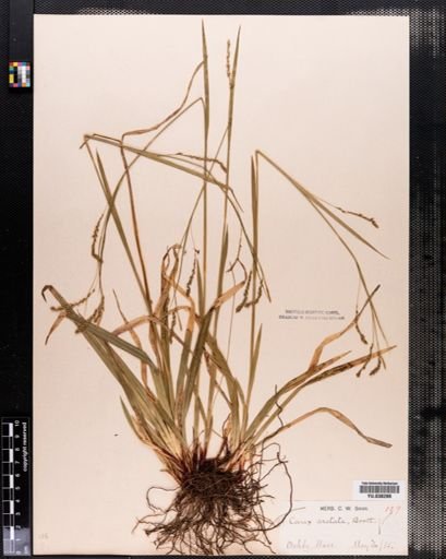 Carex arctata