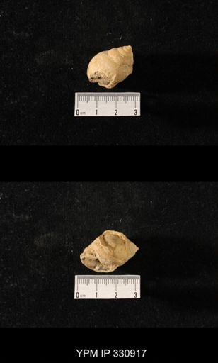 Sphaerodoma paludinaeformis