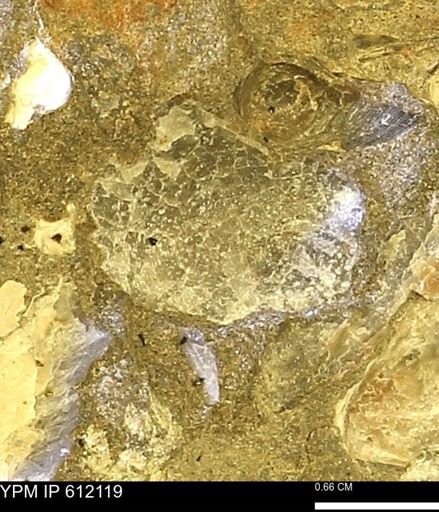 Pseudoptera subtortuosa