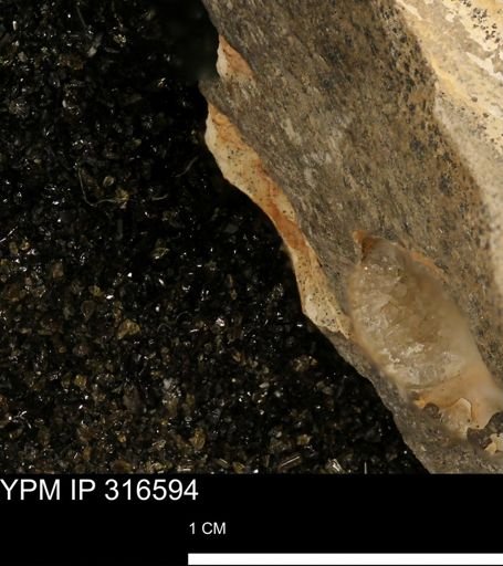 undet. Mollusca
