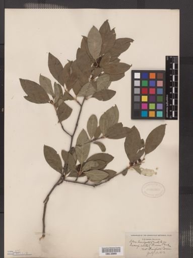 Ilex laevigata