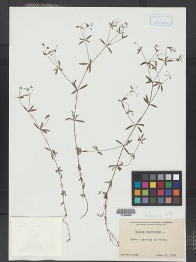 Galium tinctorium