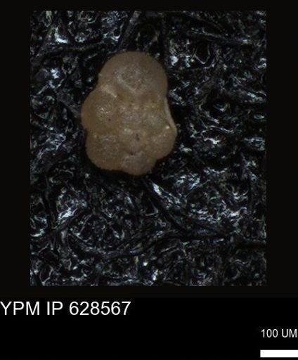 undet. Foraminiferida