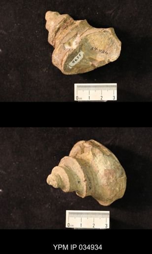Worthenia sp.