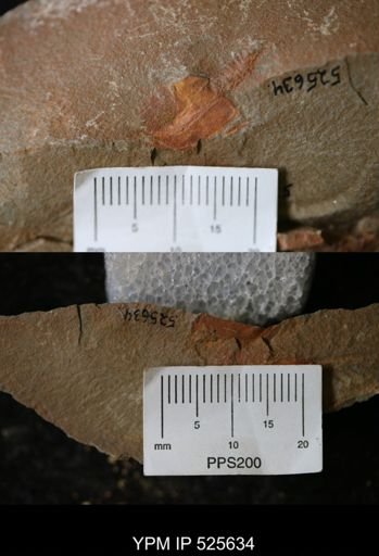 undet. Stylophora