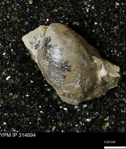 Crenella elegantula