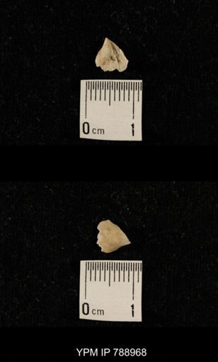 undet. Brachiopoda