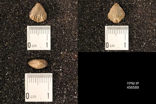 Rhynchonella dentata