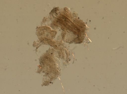 Nectonemertes mirabilis