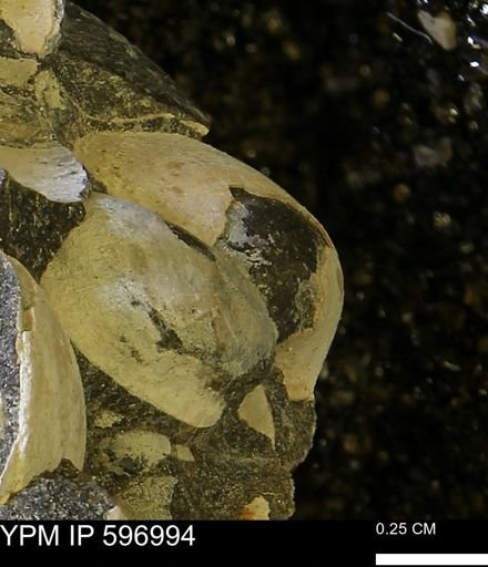 Limopsis striatopunctatus
