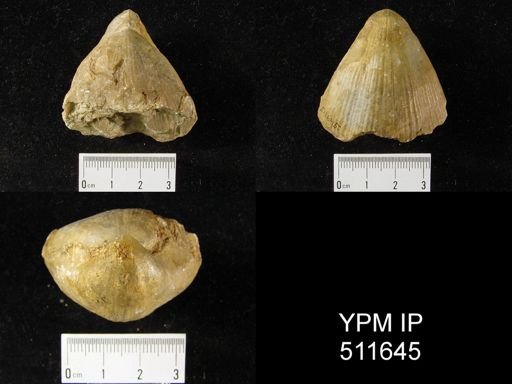 Pentamerus tenuistriatus