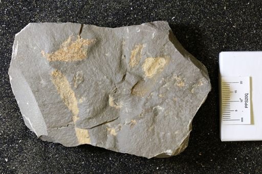 Bryozoa
