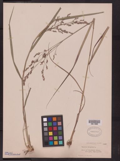 Panicum virgatum