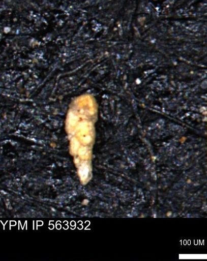 Bimonilina variana