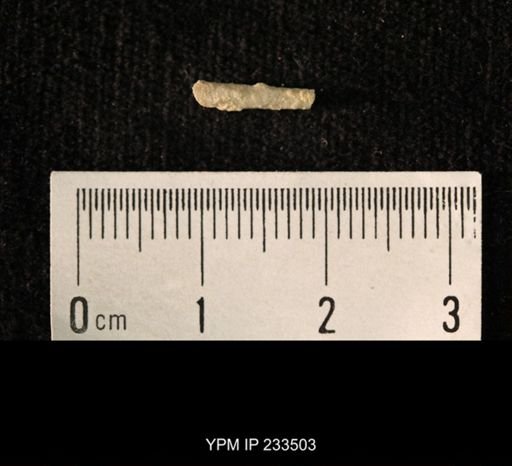 Archaeocidaris sp.