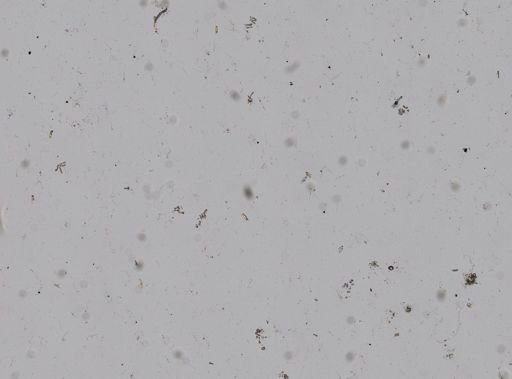 Haliclona koremella?