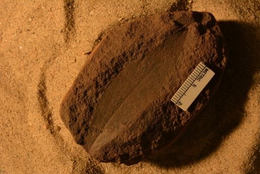 Andromeda sp.
