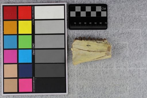 Merycoidodon culbertsoni