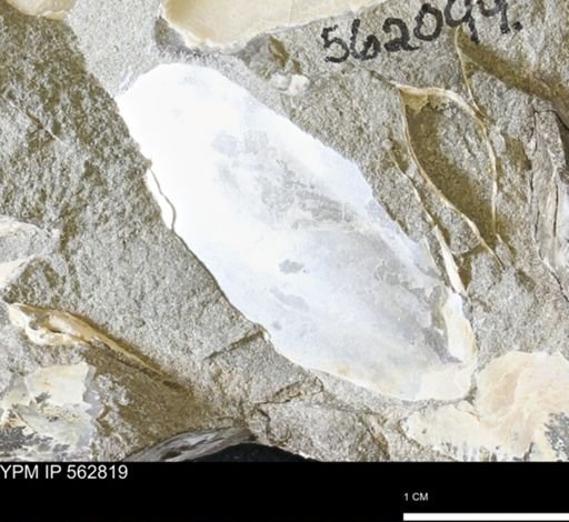 Phelopteria linguaeformis