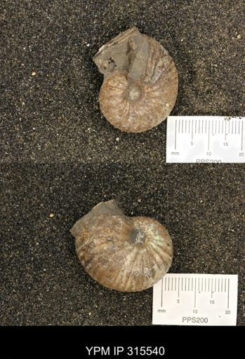 undet. Bivalvia