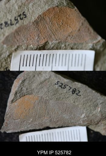 Nautiloidea?