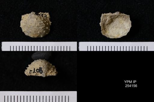 Cancrinella boonensis