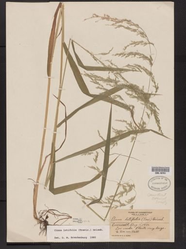 Cinna latifolia