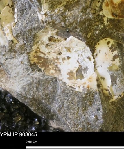 undet. Mollusca