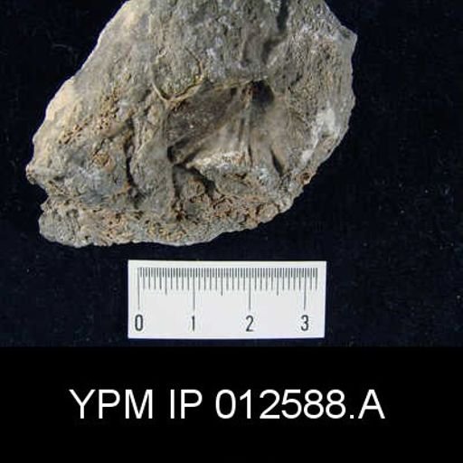 Camarophoria venusta