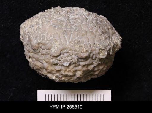 Dolatocrinus asterias