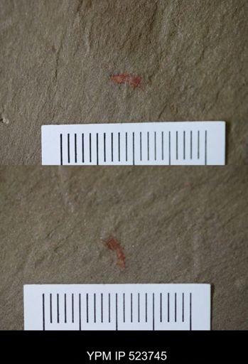 undet. Arthropoda
