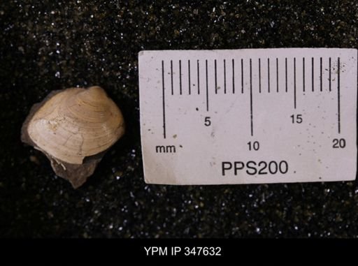 Limopsis striatopunctatus