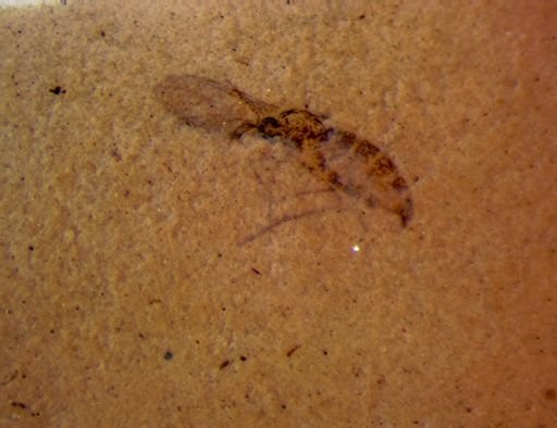 undet. Diptera