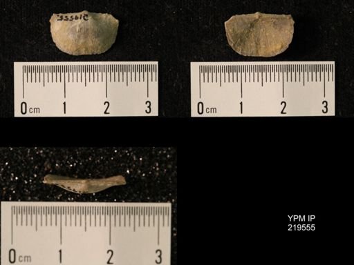Chonetes granulifer