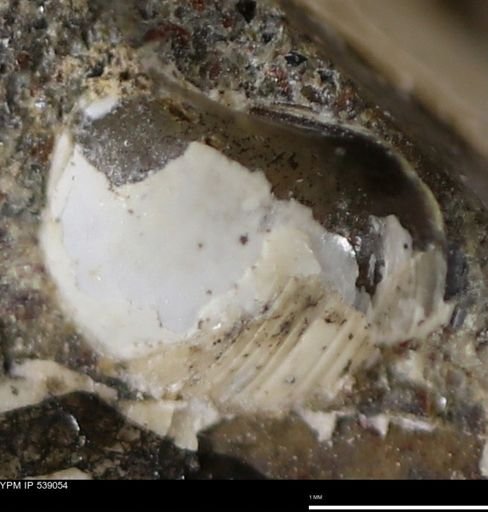 Corbulamella gregaria