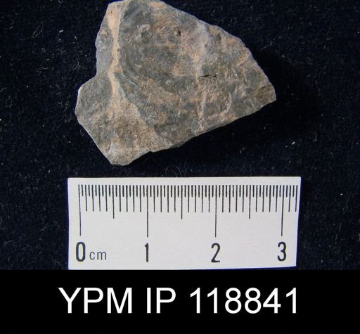 Leptaena rhomboidalis