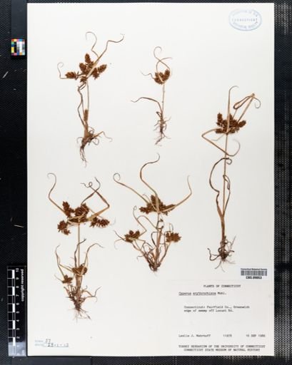 Cyperus erythrorhizos