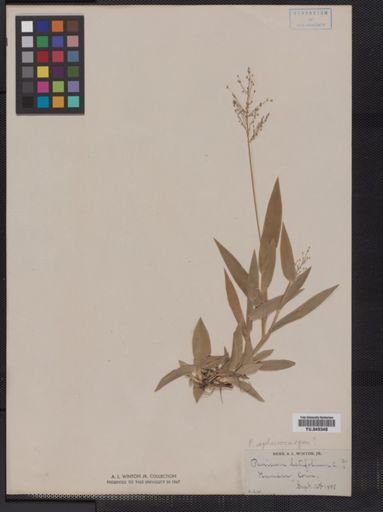 Panicum latifolium