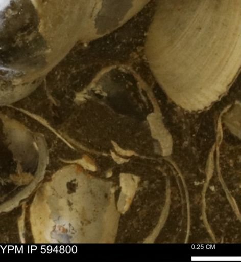 Limopsis striatopunctatus