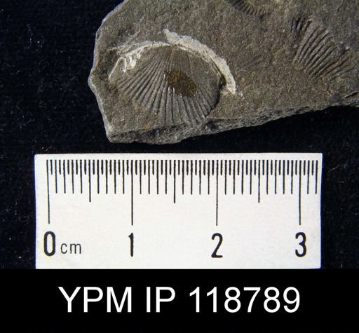 Camarotoechia rossbrookensis