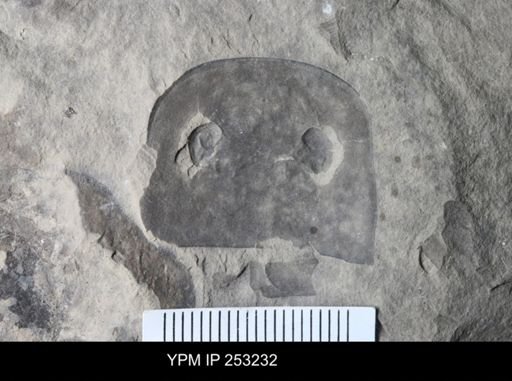 Eurypterus sp.