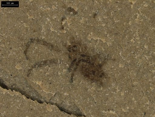 undet. Araneida