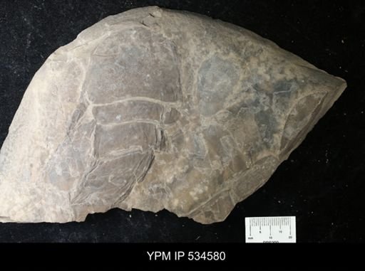 Pterygotus juvenis?