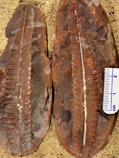 Pecopteris sp.