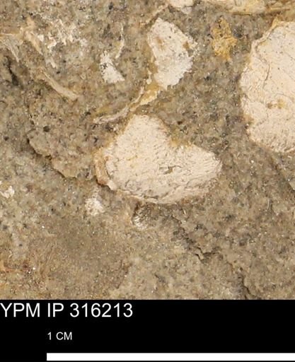 undet. Mollusca