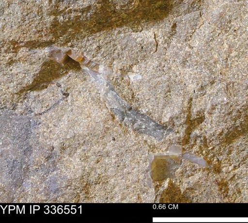 undet. Mollusca