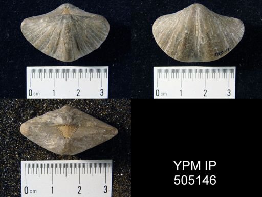 Spirifer cameratus