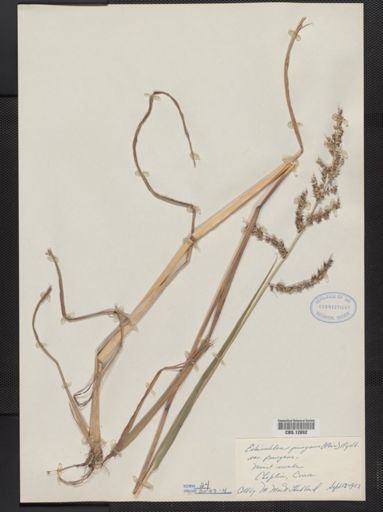 Echinochloa pungens